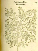 page from Fuch's Botany